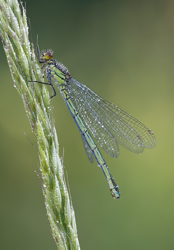 Red-Eyed Damselfly female